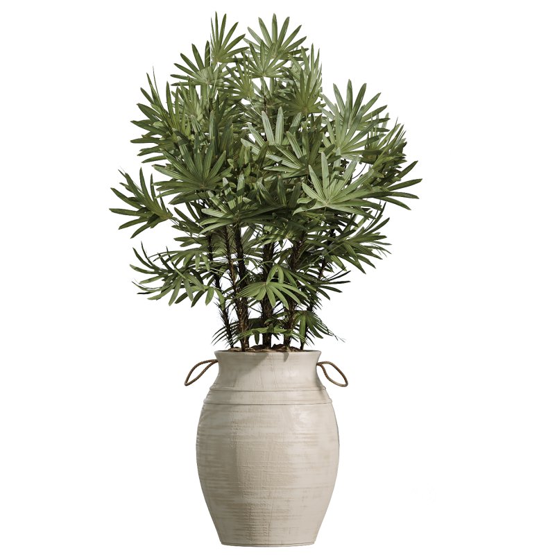 AV Indoor Plants Set 253 Monstera Drupifera Warneckii Schefflera Rhapis Excelsa Image 5