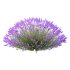 plant bush Flower Lavandula pedunculata 02 - Thumbnail 5