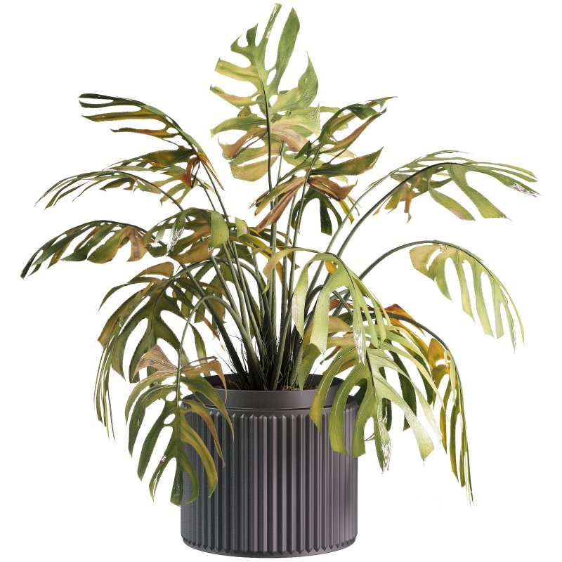 indoor plants – 33 plant in pot Image 3