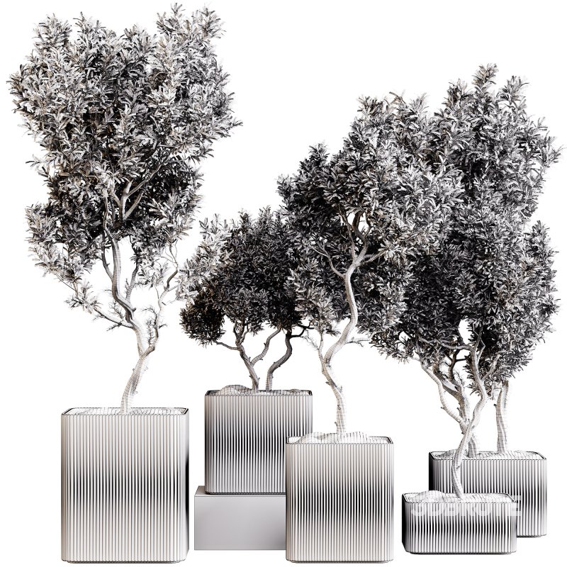 indoor plants 101 – plant collections in pot Image 2