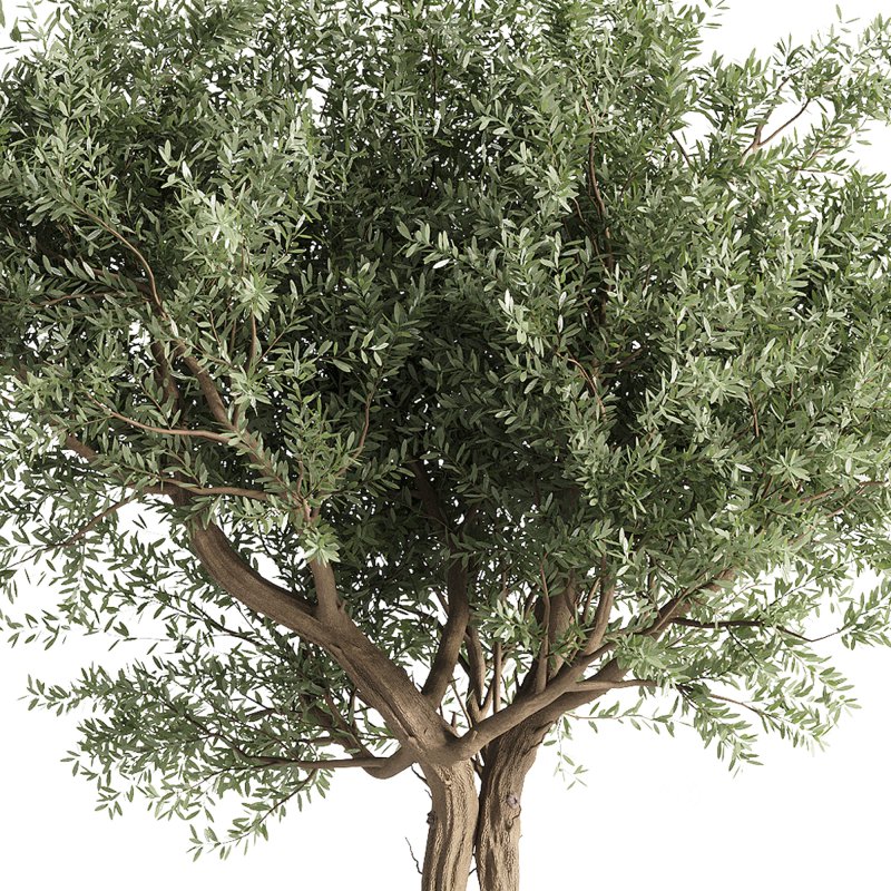 indoor plants – 35 plant in pot Image 4