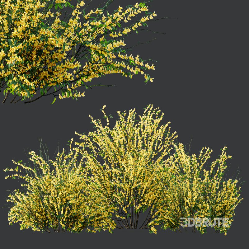 AV Cytisus scoparius 3 bushes Image 6