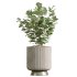 ntal plant is admired for its linear variegated foliage, offering a strong vertical structure. - Thumbnail 6