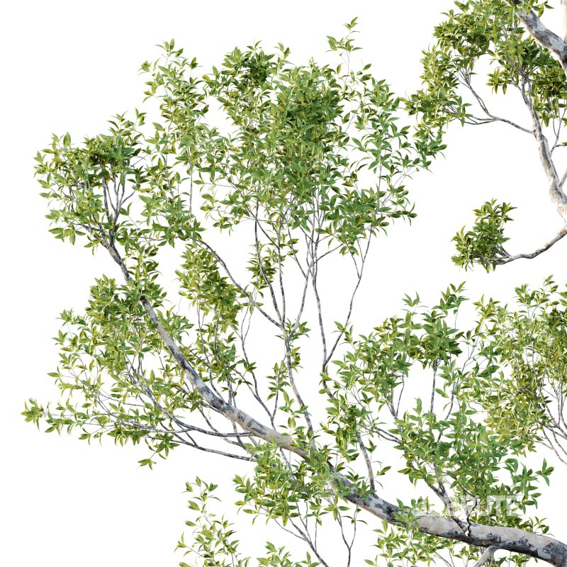 Sydney Blue Gum Tree 05 Image 2