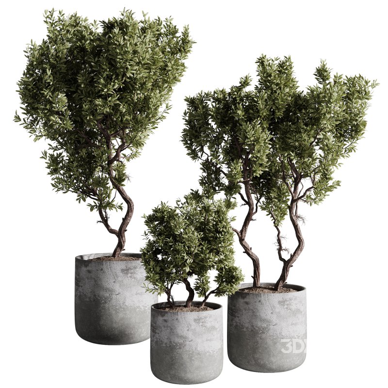 indoor plants – 67 plant in pot Image 1