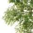Alder Tree 04 - Thumbnail 4
