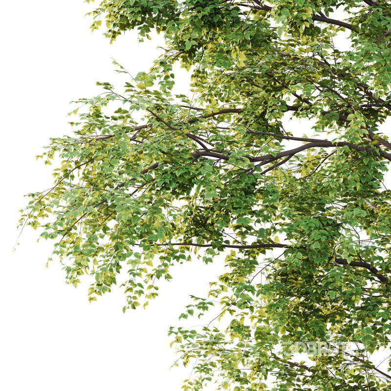 Alder Tree 04 Image 4