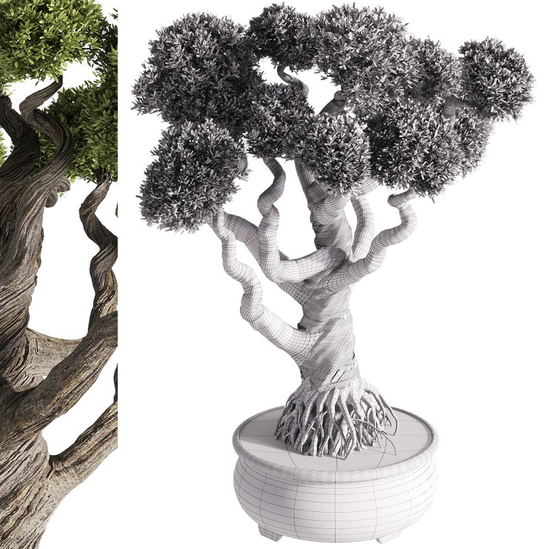 indoor plants – 48 plant in pot Image 2