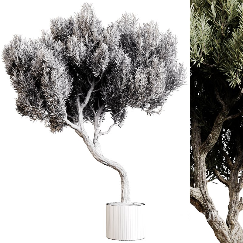 Indoor plants 80 – Plant in pot Image 4