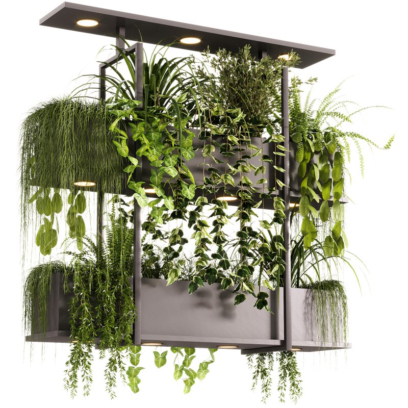 Indoor Plants – 23 Hanging plants Image 9