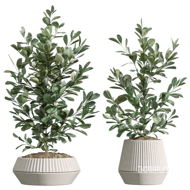 AV Indoor Plants Set 252 Ficus Microcarpa Zamiifolia Binnendijkii Warneckii Lemon Lime Image 3