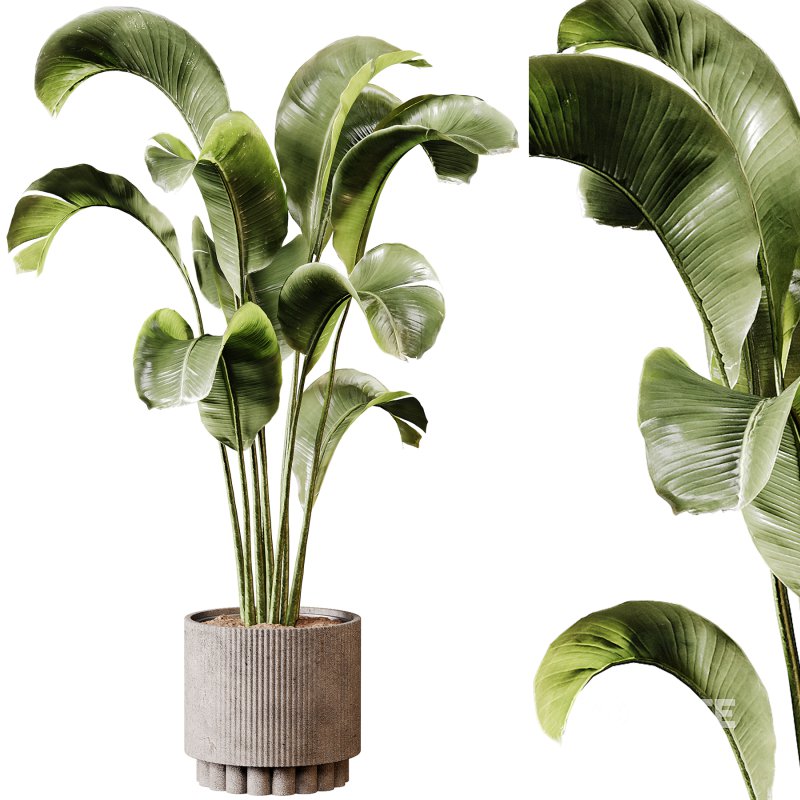 Indoor plants 95 – Plant in pot Image 2