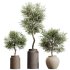 AV Indoor Plants Set 276 Olive Elegant Mission and Banana Strelitzia Nicolai and Areca Palm - Thumbnail 1