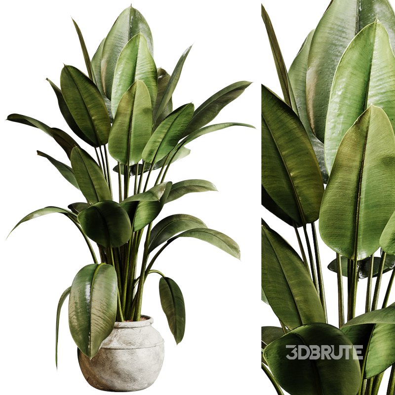 Indoor plants 96 – Plant in pot Image 4