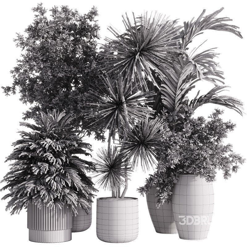 indoor plants – 34 plant collections in pot Image 2