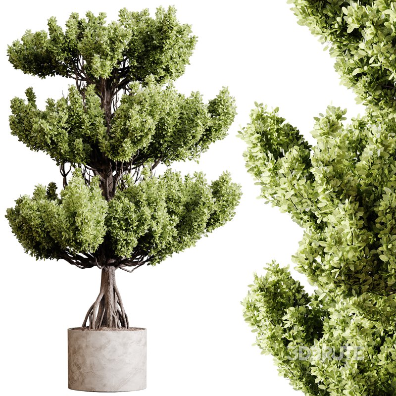 Indoor plants 91 – Plant in pot Image 2