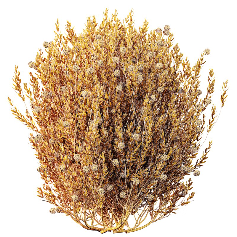 AV Spring flowering shrubs Nerium Rose Pink and Ixora Jasmine Coccinea Red Yellow Image 5