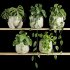 plants set on shelf - Thumbnail 2