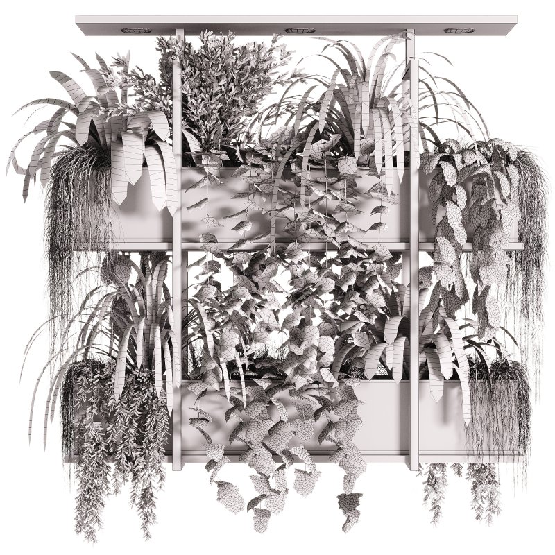 Indoor Plants – 23 Hanging plants Image 7