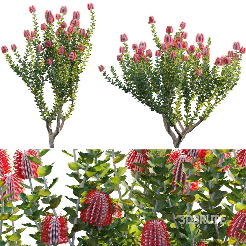 Scarlet Banksia – Banksia coccinea 01 Image 1