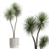 AV Indoor Plants Set 275 Mega Pack Yucca Areca Palm Japandi Ficus - Thumbnail 4
