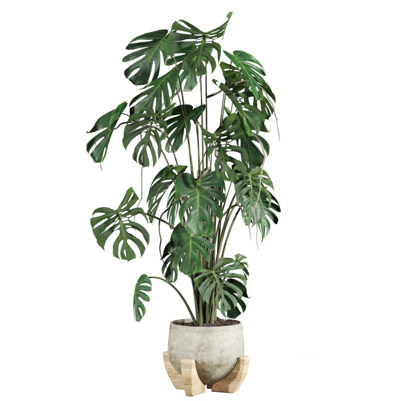 monstera potted plant Image 2