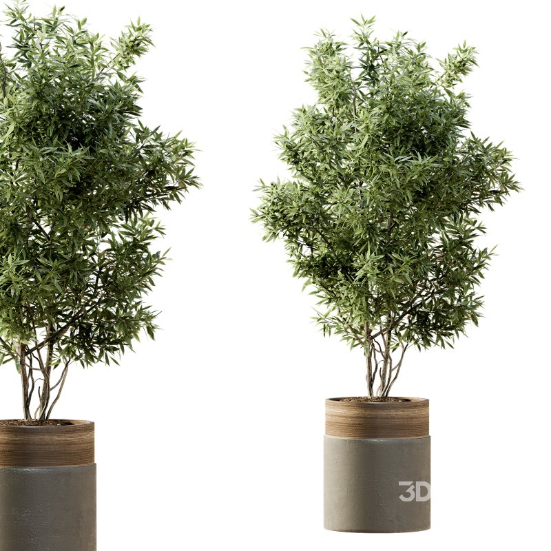 Indoor Plant 43 Image 1