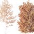 AV spring trees Acer X freemanii Freeman Maple Sapindaceae and Alnus Glutinosa - Thumbnail 3