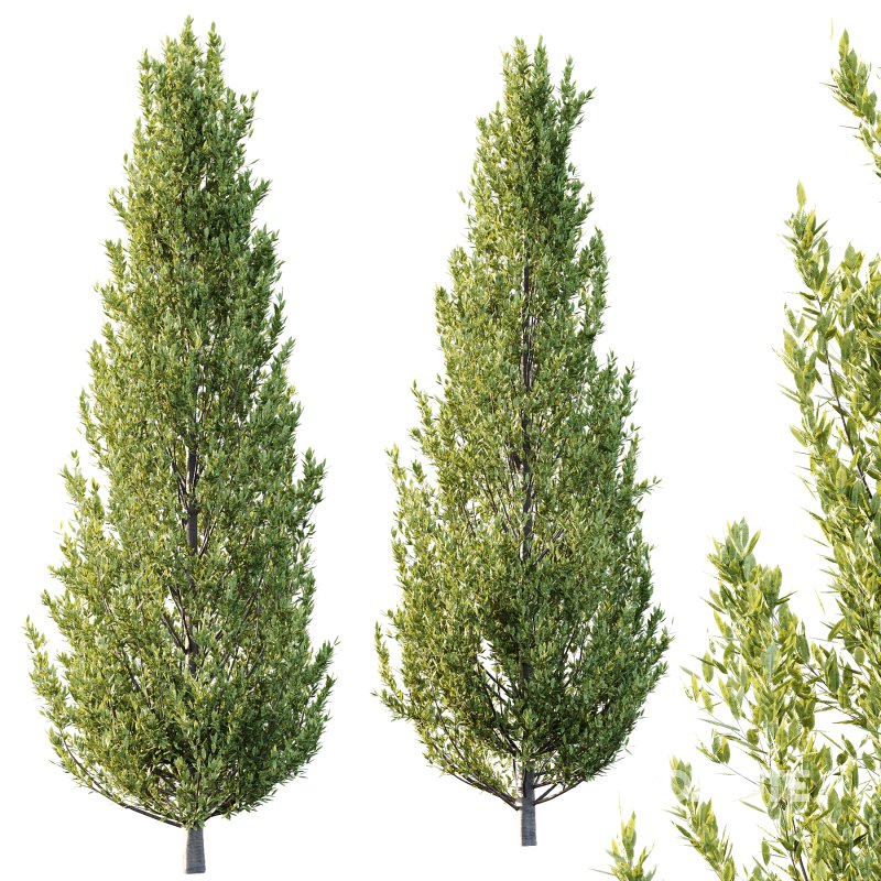 Fagus Grandifolia Tree 03 Image 1