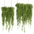 Indoor Plants – 21 hanging plants in pots - Thumbnail 2