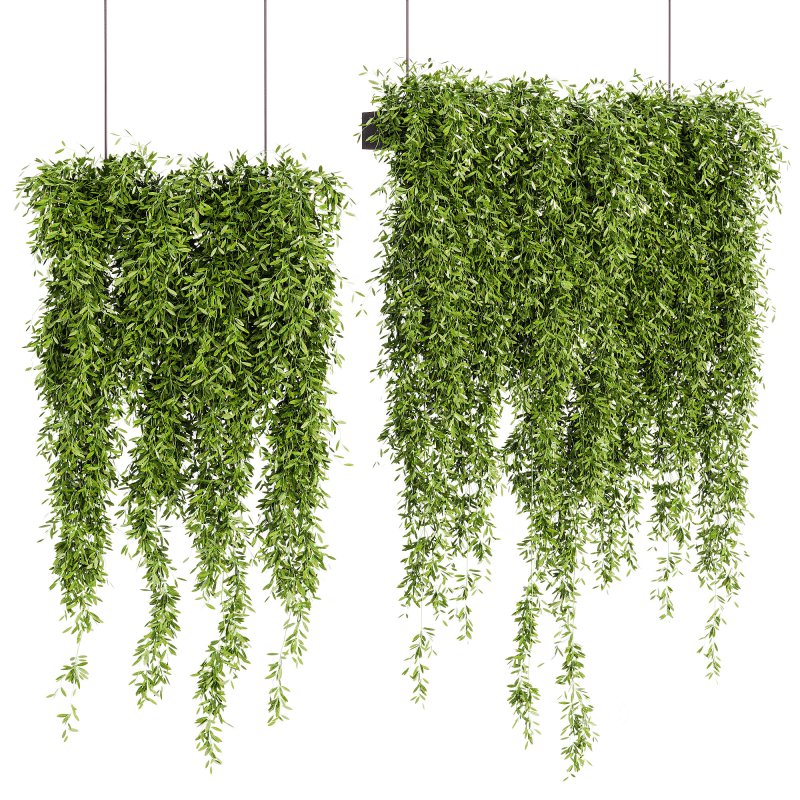 Indoor Plants – 21 hanging plants in pots Image 2