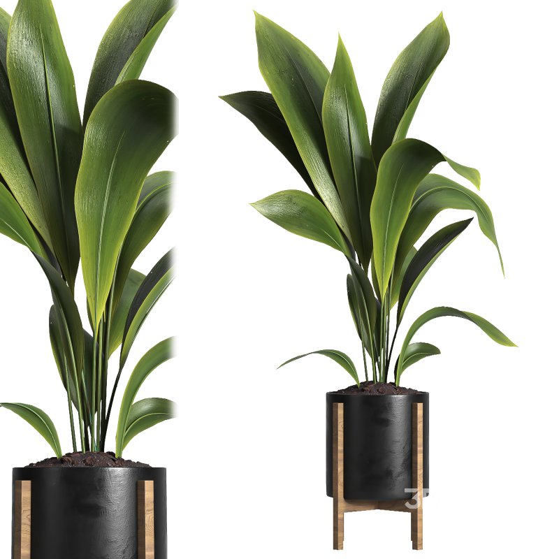 indoor plant 042 Image 1