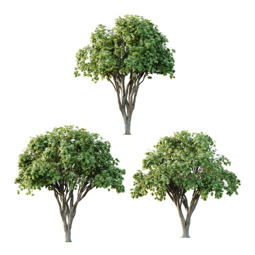 Acer Pseudoplatanus spring trees 05