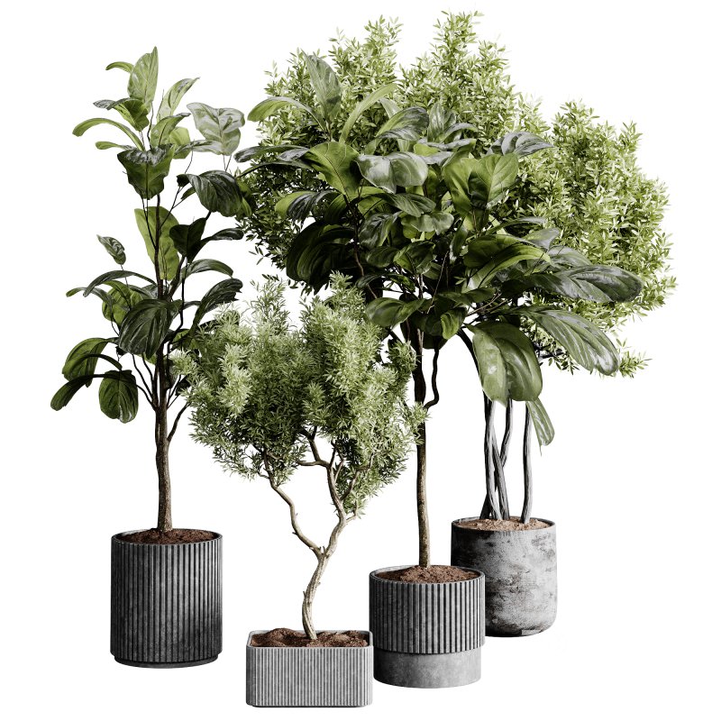 indoor plants 120 – plant collections in pot Image 1