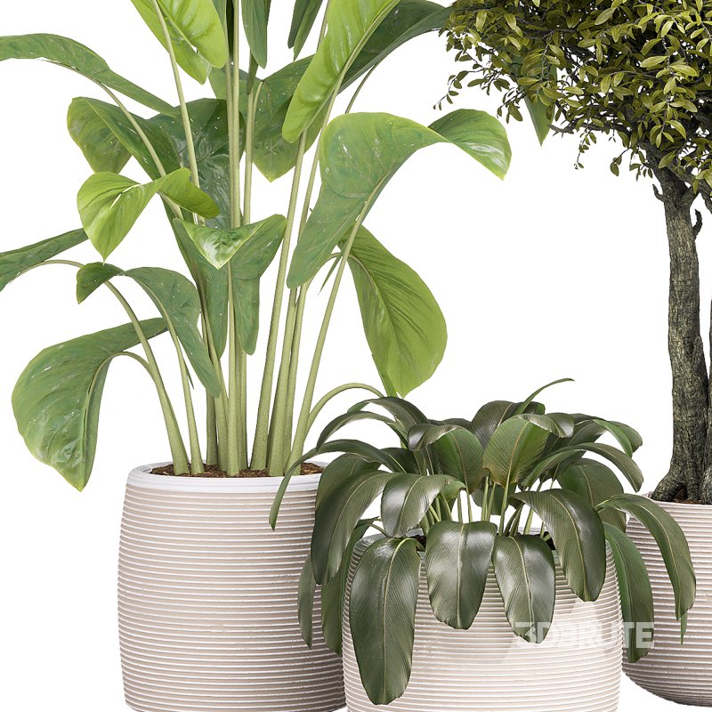 Indoor Collection plants 04 Image 8