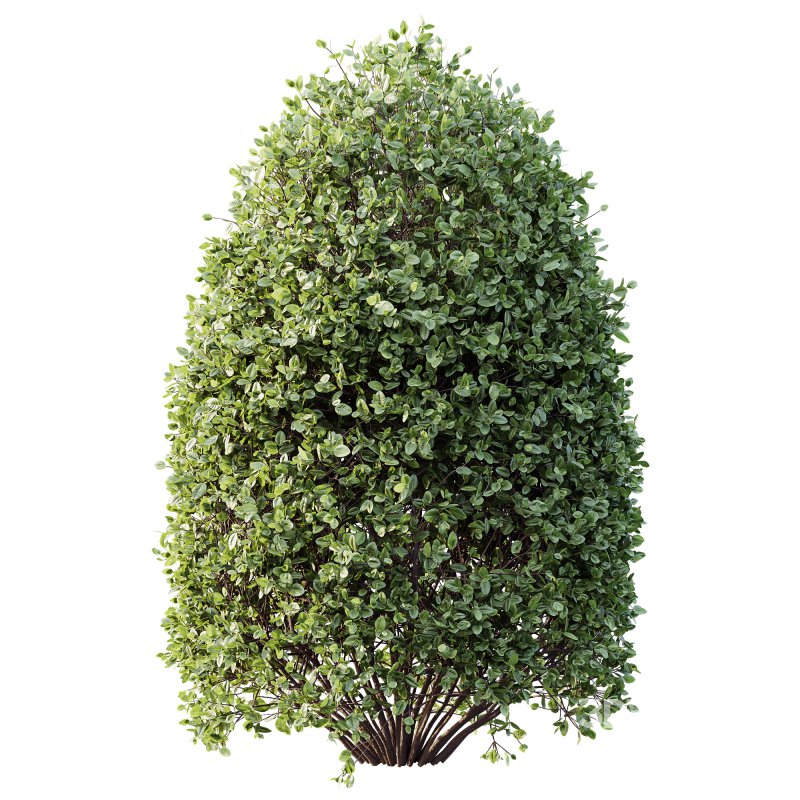 AV Plant Pittosporum Tobira Tenuifolium Shrub Buxus Semperviren Japanese Cheesewood03 Image 1
