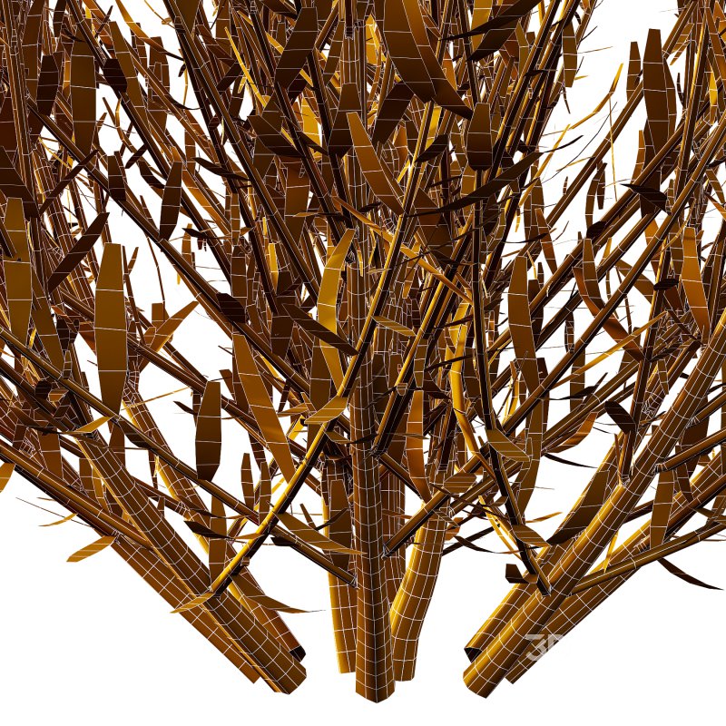 plant bush Flower Lavandula pedunculata 04 Image 7