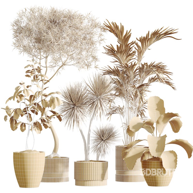 AV Indoor Plants Set 279 Areca Palm and Calathea Lutea and Ficus Marginata and Yucca Image 6