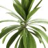 Indoor Plants – 25 Plant in pot - Thumbnail 1