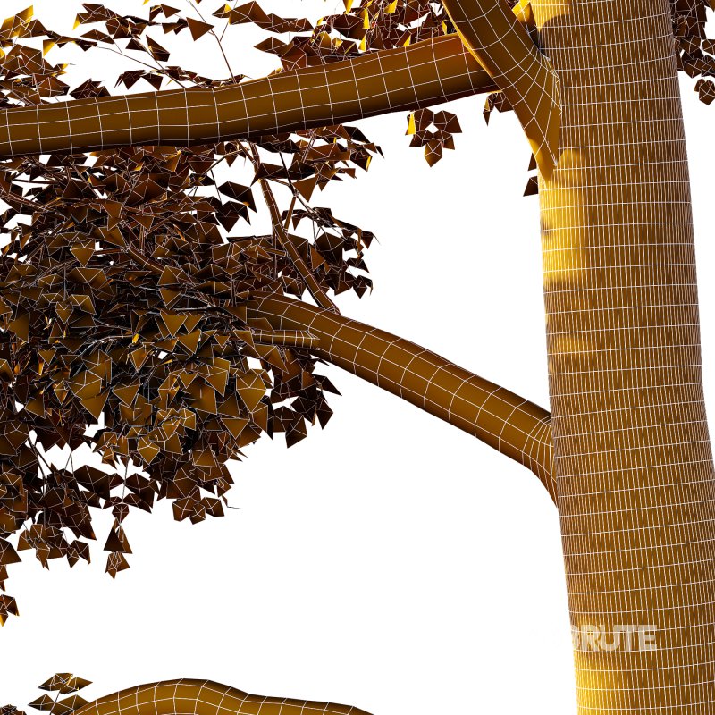 Alder Tree 03 Image 3