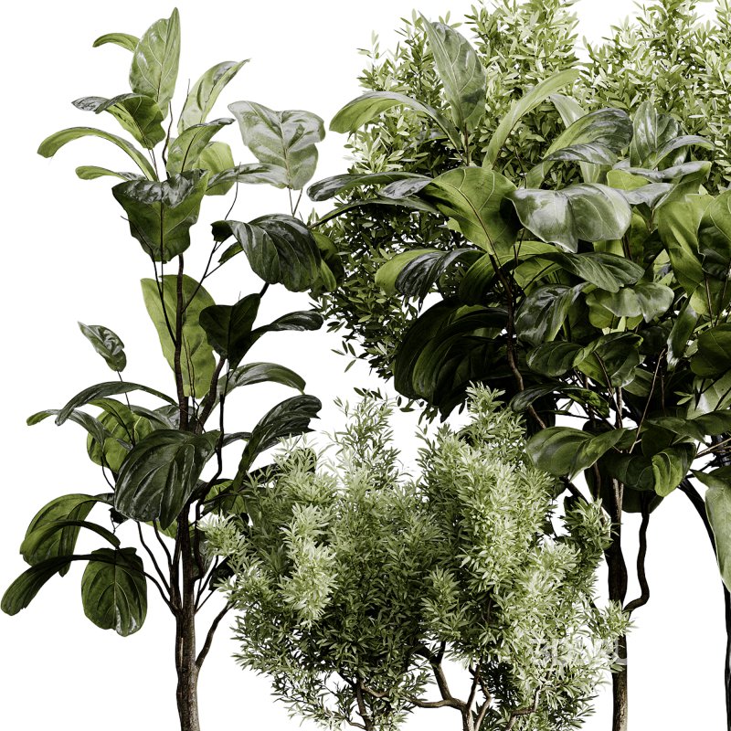 indoor plants 120 – plant collections in pot Image 2