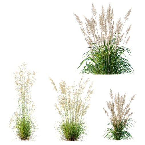 ntal grasses—**Celtica gigantea** (Golden Oats Grass) and **Nassella tenuissima** (Mexican Feather Grass)—curated for naturalistic, windswept landscapes and high-end 3D visualizations.