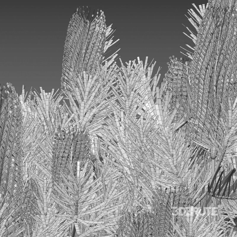 Banksia spinulosa – Hairpin Banksia 04 Image 5