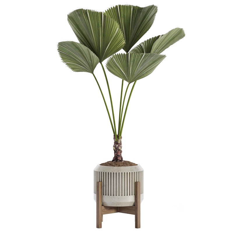 Indoor Plant 04 – Licuala Palm Image 4