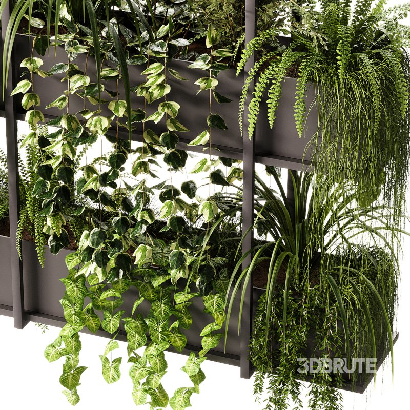 Indoor Plants – 23 Hanging plants Image 2