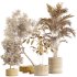 AV Indoor Plants Set 260 Areca Majesty Palm and Japandi Ficus Dracaena Marginata and Mission Olive - Thumbnail 7
