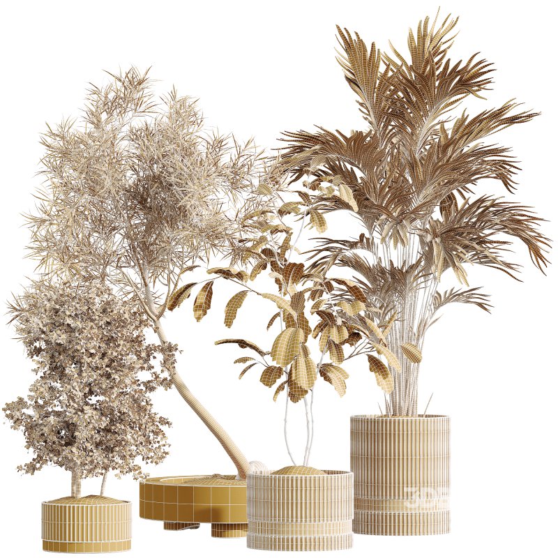 AV Indoor Plants Set 260 Areca Majesty Palm and Japandi Ficus Dracaena Marginata and Mission Olive Image 7