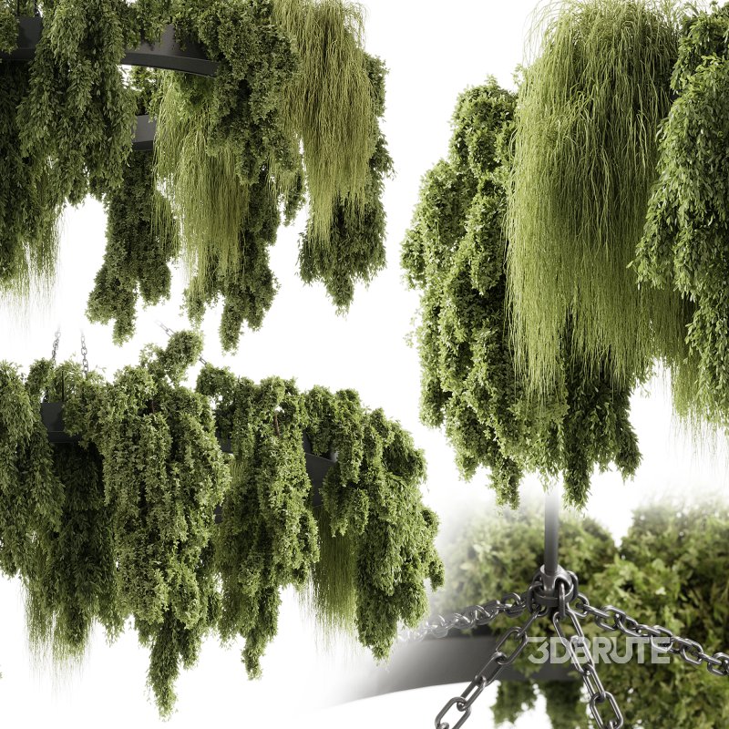 indoor plants 116 – Hanging indoor plant Image 6