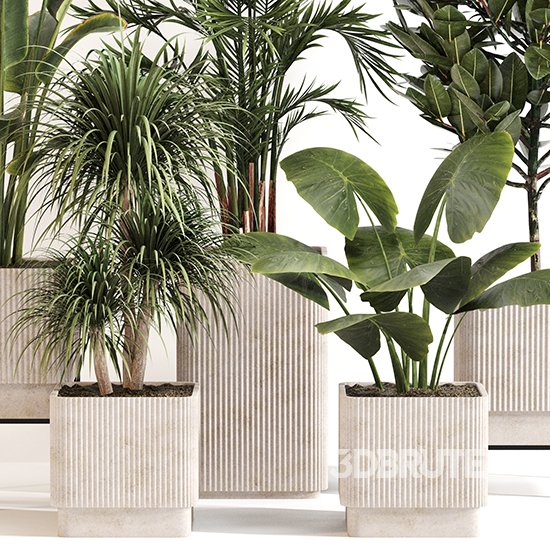 Indoor Plant Set 0157 Image 3