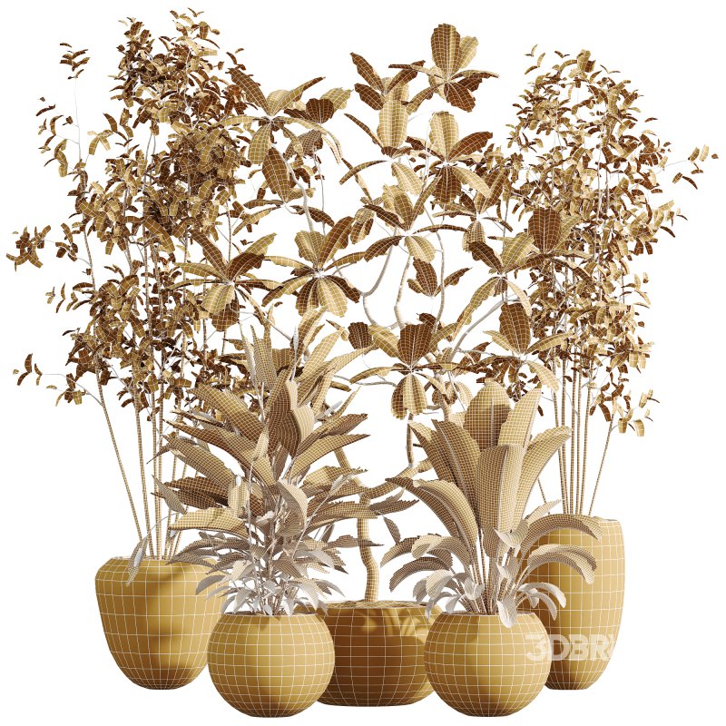 AV Indoor Plants Set 251 Olive Eucalyptus Japandi Ficus Banana Strelitzia Peace Lily Image 7